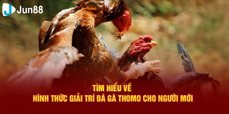 đá gà giải Thomo Giải thích sơ lược về đá gà giải Thomo là gì?