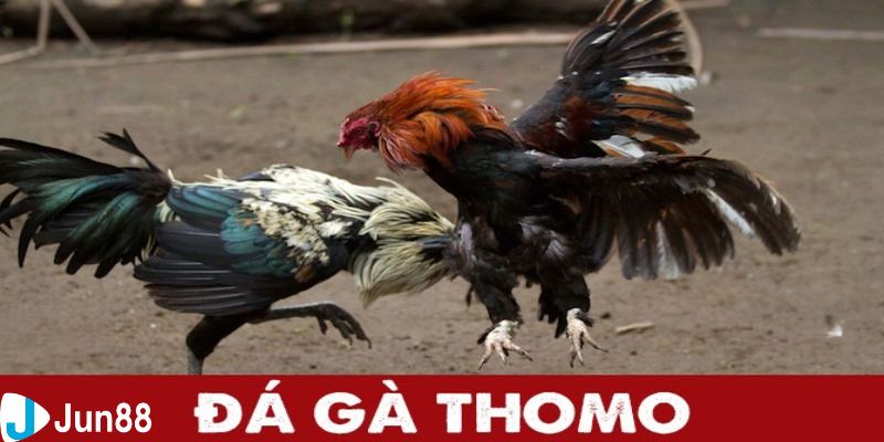 đá gà giải Thomo Diễn biến một trận đầy đủ của đá gà giải Thomo như thế nào?