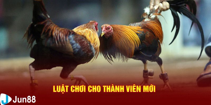 đá gà giải Thomo Những lưu ý quan trọng khi tham gia đá gà giải Thomo an toàn
