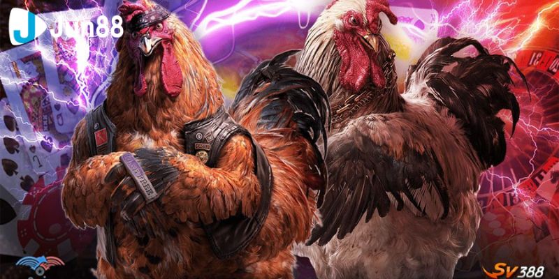 Đá gà SV388 cam kết uy tín, hợp pháp và minh bạch