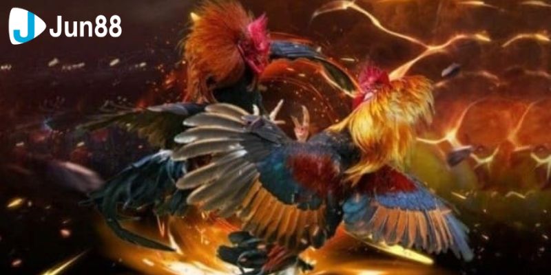 Quy trình các bước đăng ký để tham gia cá cược đá gà