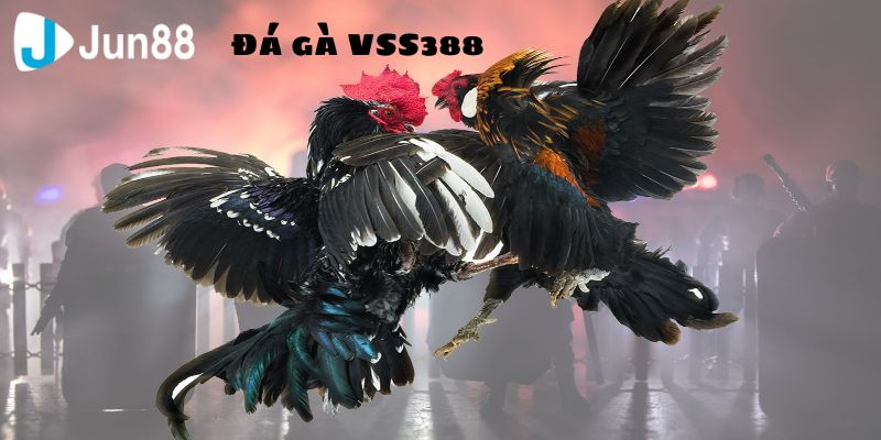 Hình thức cá cược vào chiến kê thắng hoặc thua