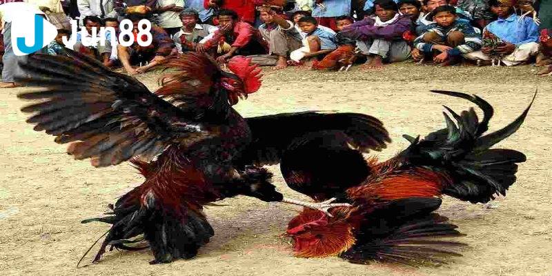 Đá gà cựa sắt