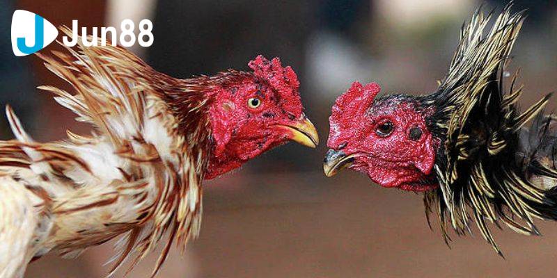 Đá gà cựa sắt