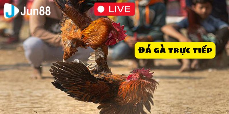 Kinh nghiệm cá cược đá gà trực tiếp được chia sẻ từ chuyên gia