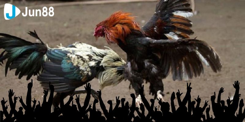 Chất lượng hình ảnh được trực tiếp sắc nét, full HD