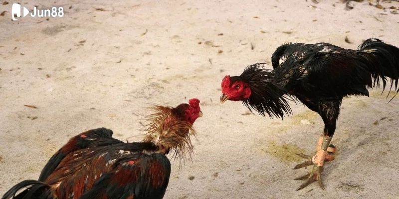 mot-vai-chien-thuat-ga-da-truc-tiep-hieu-qua