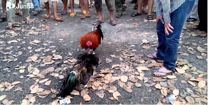  tai-sao-ga-da-truc-tiep-jun88-lai-thu-hut-dong-dao-nguoi-choi