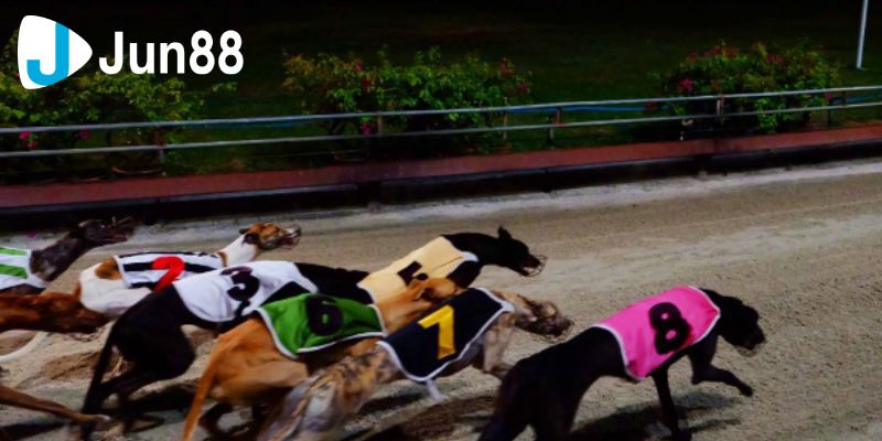 Cá cược đua chó