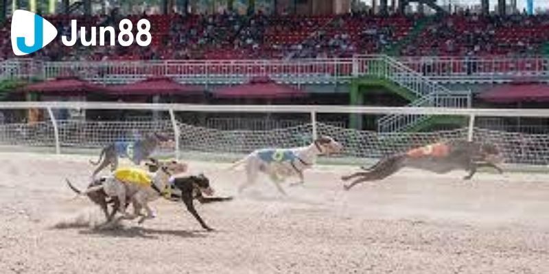 Cá cược đua chó