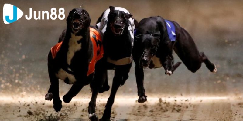 Cá cược đua chó