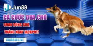 Cá cược đua chó