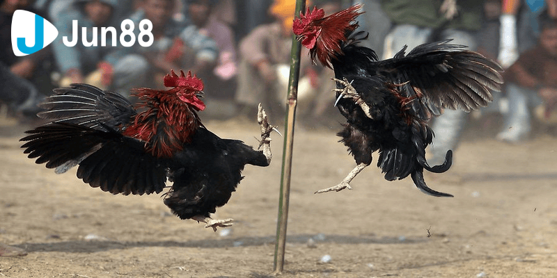 đá gà 88