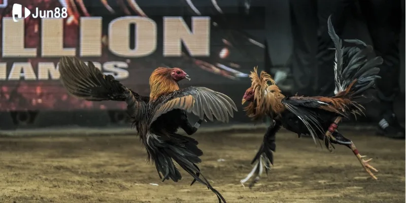 Đá gà Campuchia - Bộ môn miệt vườn được ưa chuộng số 1 Việt Nam