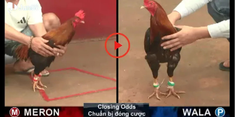 Chia sẻ các bước đặt cược đá gà Campuchia cực dễ cho anh em