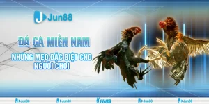 Đá gà miền Nam: Luật chơi, bí quyết chọn gà và cược hay tại Jun88