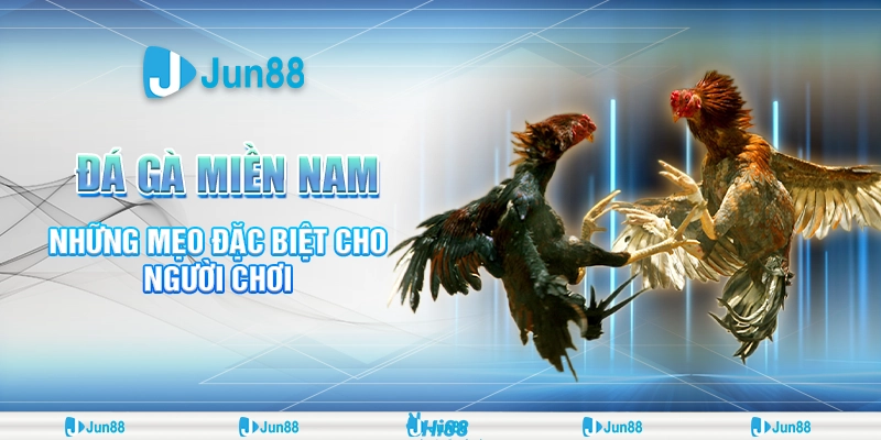 Đá gà miền Nam: Luật chơi, bí quyết chọn gà và cược hay tại Jun88