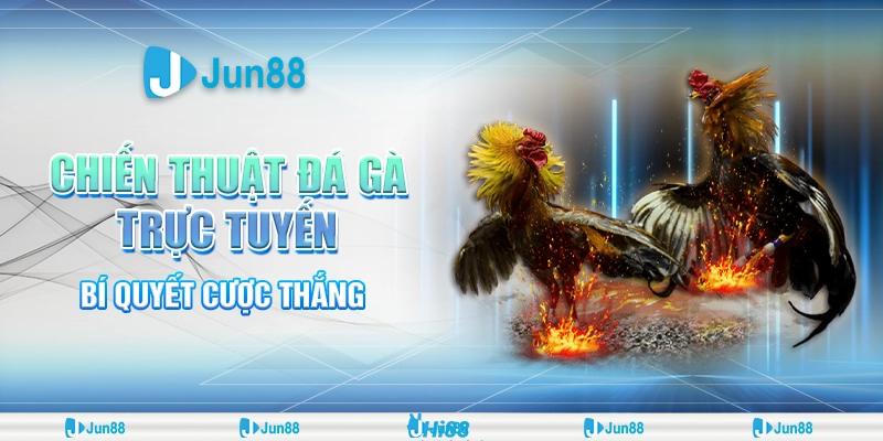 Chiến thuật đá gà từ cao thủ Jun88: Bí quyết chọn gà, huấn luyện và thắng cược