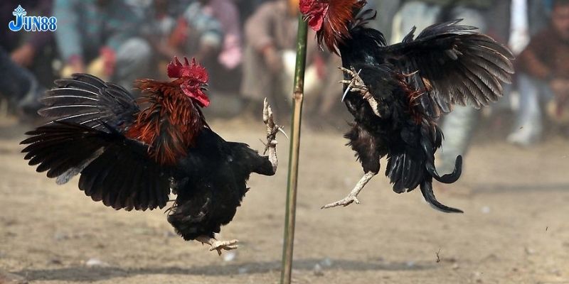 Bí quyết đặt cược đá gà miền Nam hiệu quả