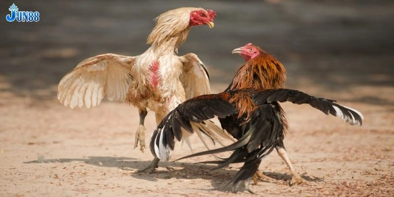 Cách chọn chiến kê mạnh trong đá gà miền Nam