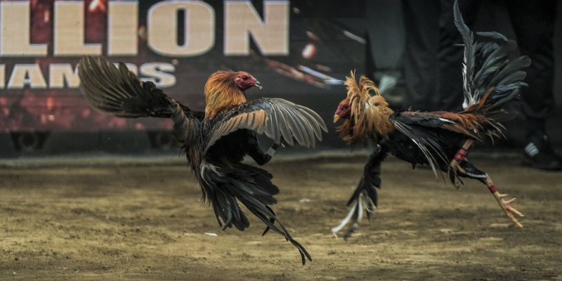 Yếu tố tạo nên một trận đá gà đỉnh cao