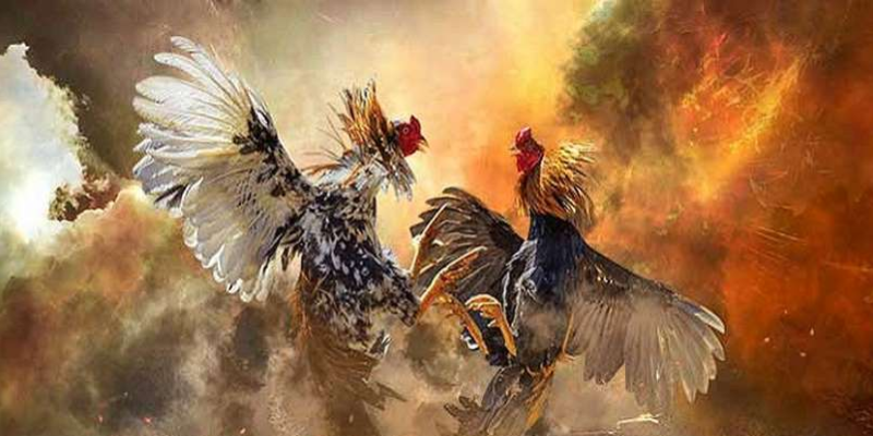 Kinh nghiệm để thưởng thức đá gà hay nhất