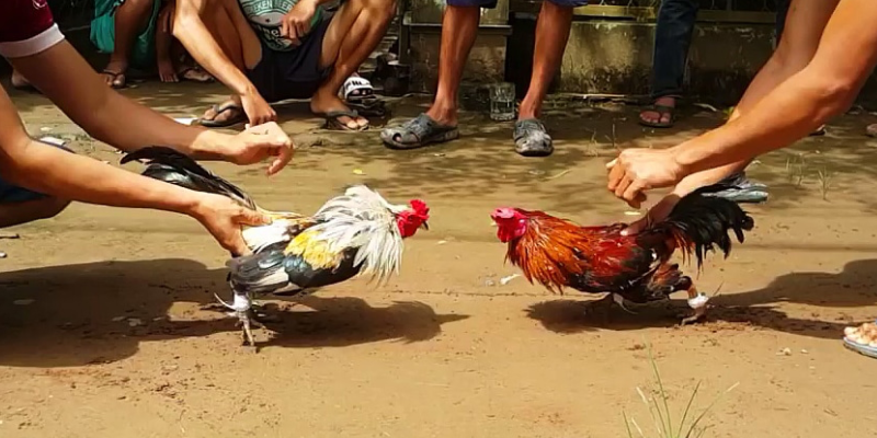 Những trận đá gà hay nhất năm 2025