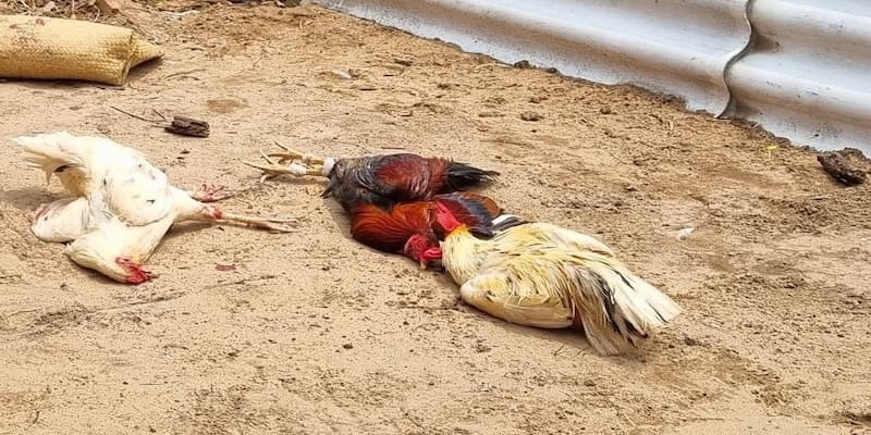 Hi88 sở hữu đa dạng loại kèo