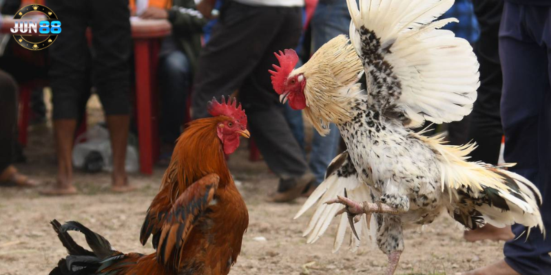 Khám phá đá gà trực tuyến cùng nhà cái