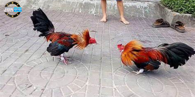 Tính hấp dẫn và thú vị của bộ môn đá gà