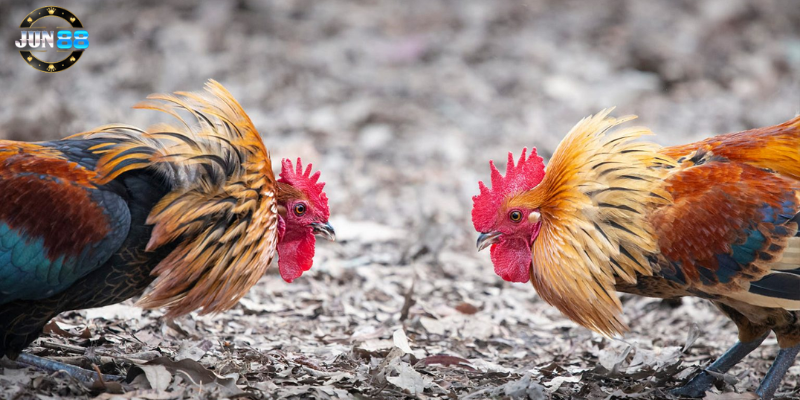 Tìm hiểu về các nền tảng uy tín