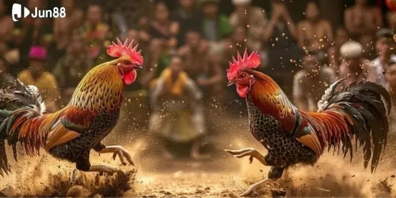 Jun88- Nhà cái uy tín chơi kèo đá gà an toàn