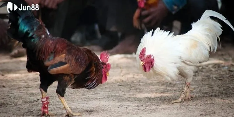 Chiến thuật đặt cược kèo đá gà hiệu quả