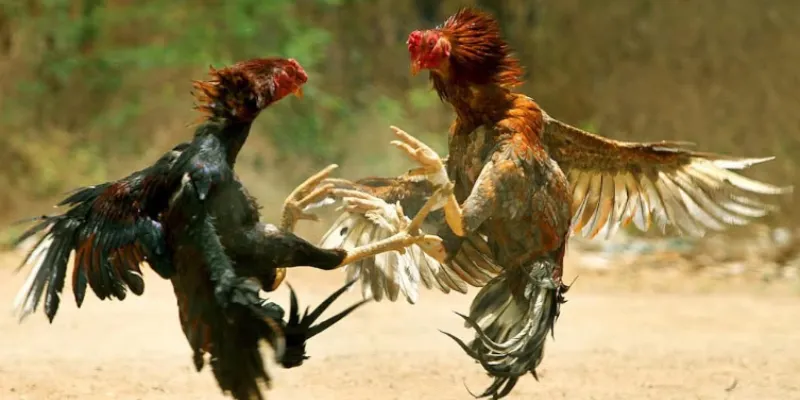 Tổng quan đấu trường đá gà CPC3