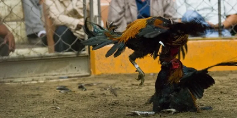 Xem trực tiếp đá gà CPC3 siêu nét tại Hi88