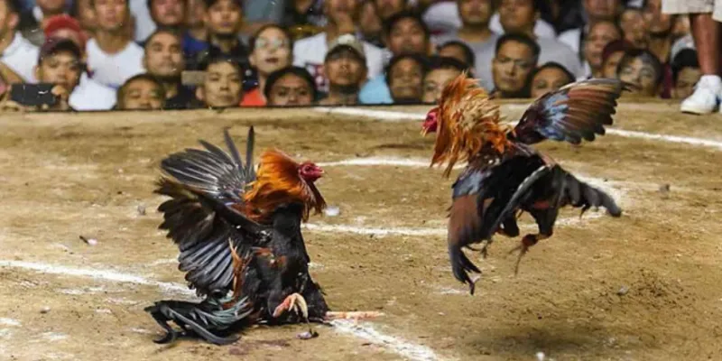 Các bước chi tiết tham gia đá gà