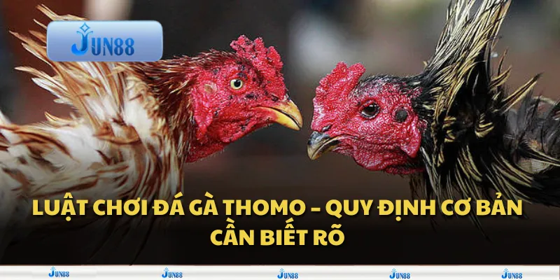 Luật chơi đá gà Thomo – Quy định cơ bản cần biết rõ