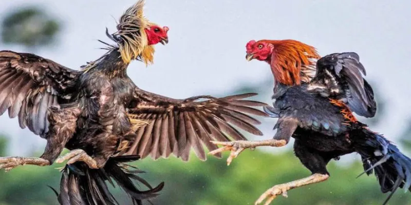 Những quy tắc cơ bản trong luật chơi đá gà Thomo