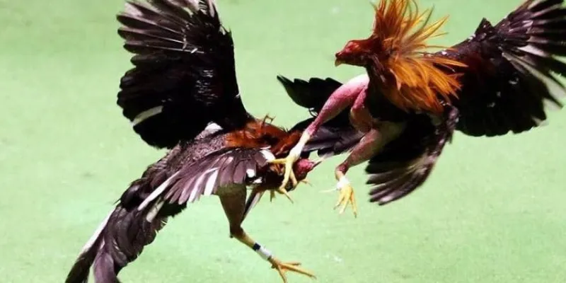 Các khái niệm phổ biến trong luật chơi đá gà Thomo