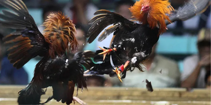 Nghiên cứu kỹ thuật đá gà Thomo hiệu quả nhất