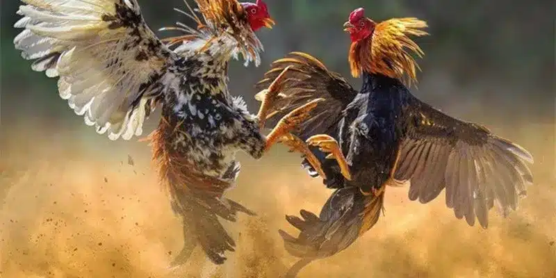 Những yếu tố cơ bản cần biết trong bí quyết đá gà quyết thắng 