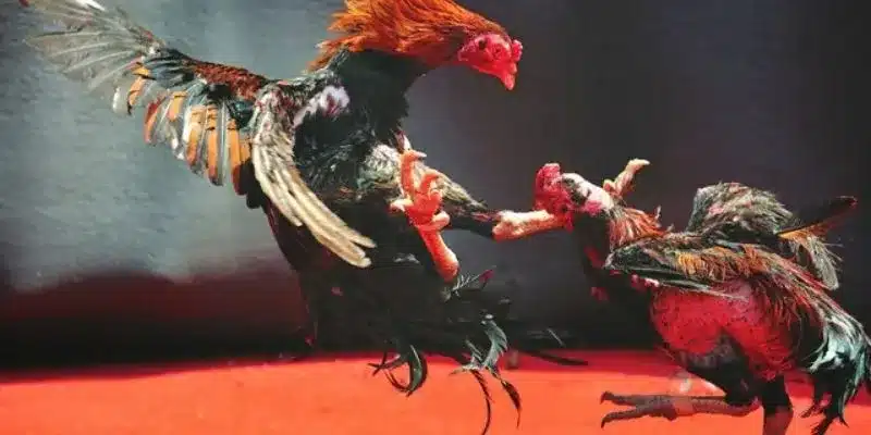 Bí quyết đá gà quyết thắng từ các cao thủ 