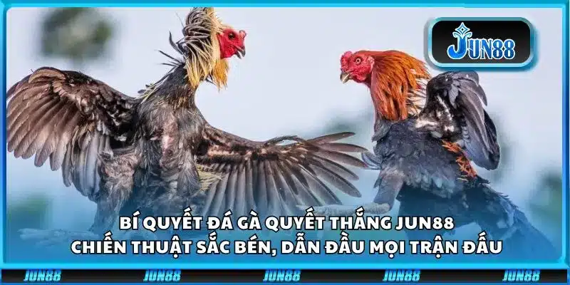 Bí quyết đá gà quyết thắng Jun88: Chiến thuật sắc bén, dẫn đầu mọi trận đấu