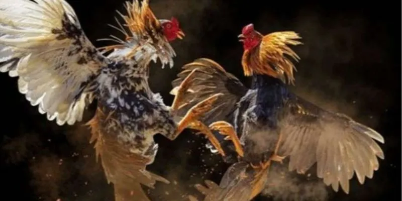 Kinh nghiệm chơi đá gà cựa sắt Thomo tại Jun88