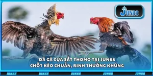 Đá gà cựa sắt Thomo tại Jun88: Chốt kèo chuẩn, rinh thưởng khủng