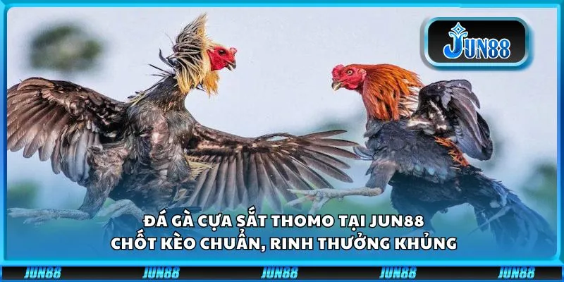 Đá gà cựa sắt Thomo tại Jun88: Chốt kèo chuẩn, rinh thưởng khủng
